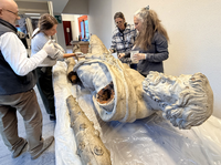 <div>Il trattamento di disinfestazione chimica controllata è stato eseguito con metodo accurato e nel pieno rispetto del manufatto ligneo. Dopo un’attenta valutazione preliminare, il prodotto specifico è stato steso a pennello su tutta la superficie della scultura, assicurando una distribuzione omogenea anche nelle zone meno accessibili.</div>